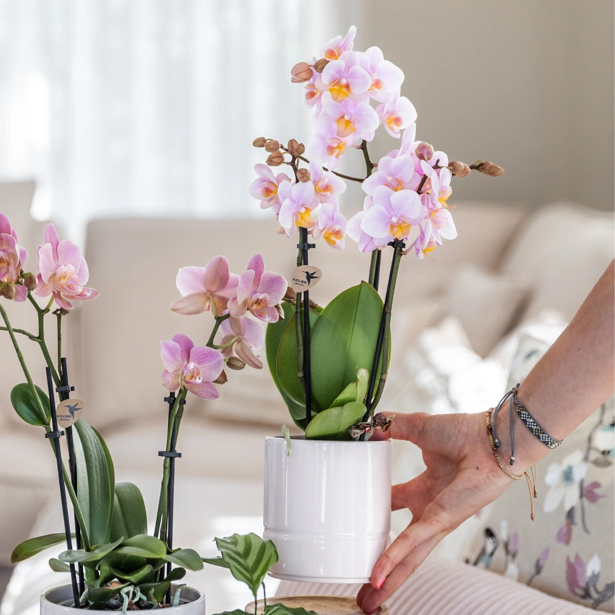 Kolibri Company | Plant set Valentine 'Pastel Pink' | Pink Phalaenopsis Orchid Portugal and Succulent incl. Ceramic decorative pots by Kolibri Company