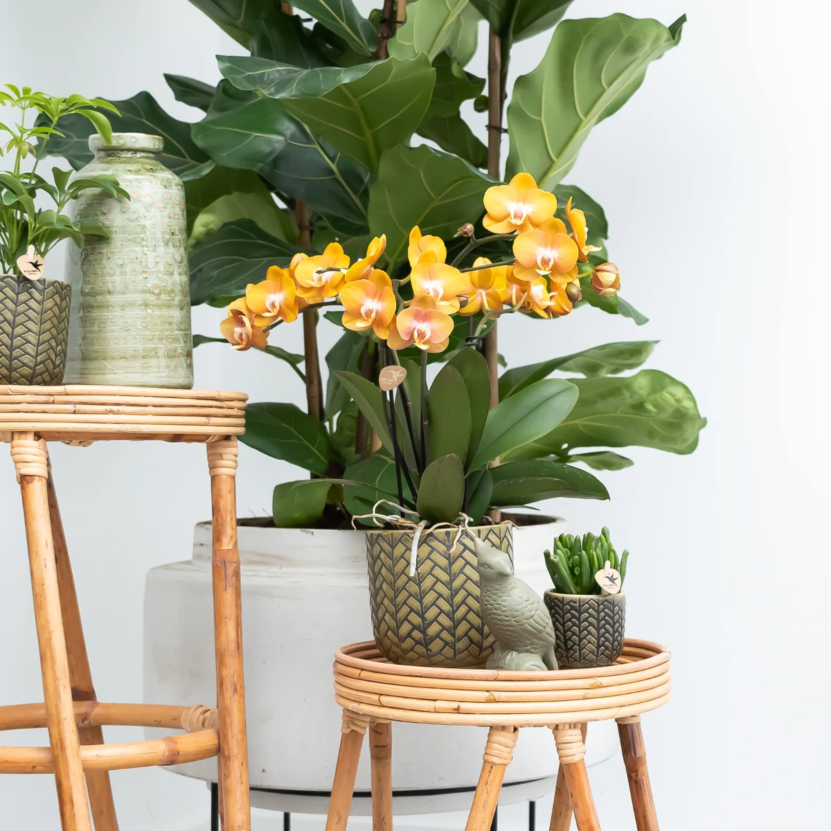 Kolibri Orchids I COMBI DEAL of 2 Phalaenopsis orchids - Las Vegas - pot size Ø12cm | flowering houseplant - fresh from the grower by Kolibri Company