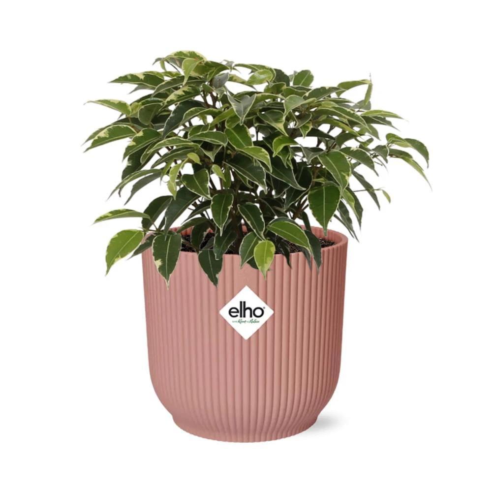 Ficus Benjamina Kinky in ELHO Vibes Fold 14 cm rosa von MEERgroothandel Planten