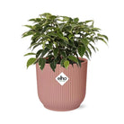 Ficus Benjamina Kinky in ELHO Vibes Fold 14 cm rosa von MEERgroothandel Planten