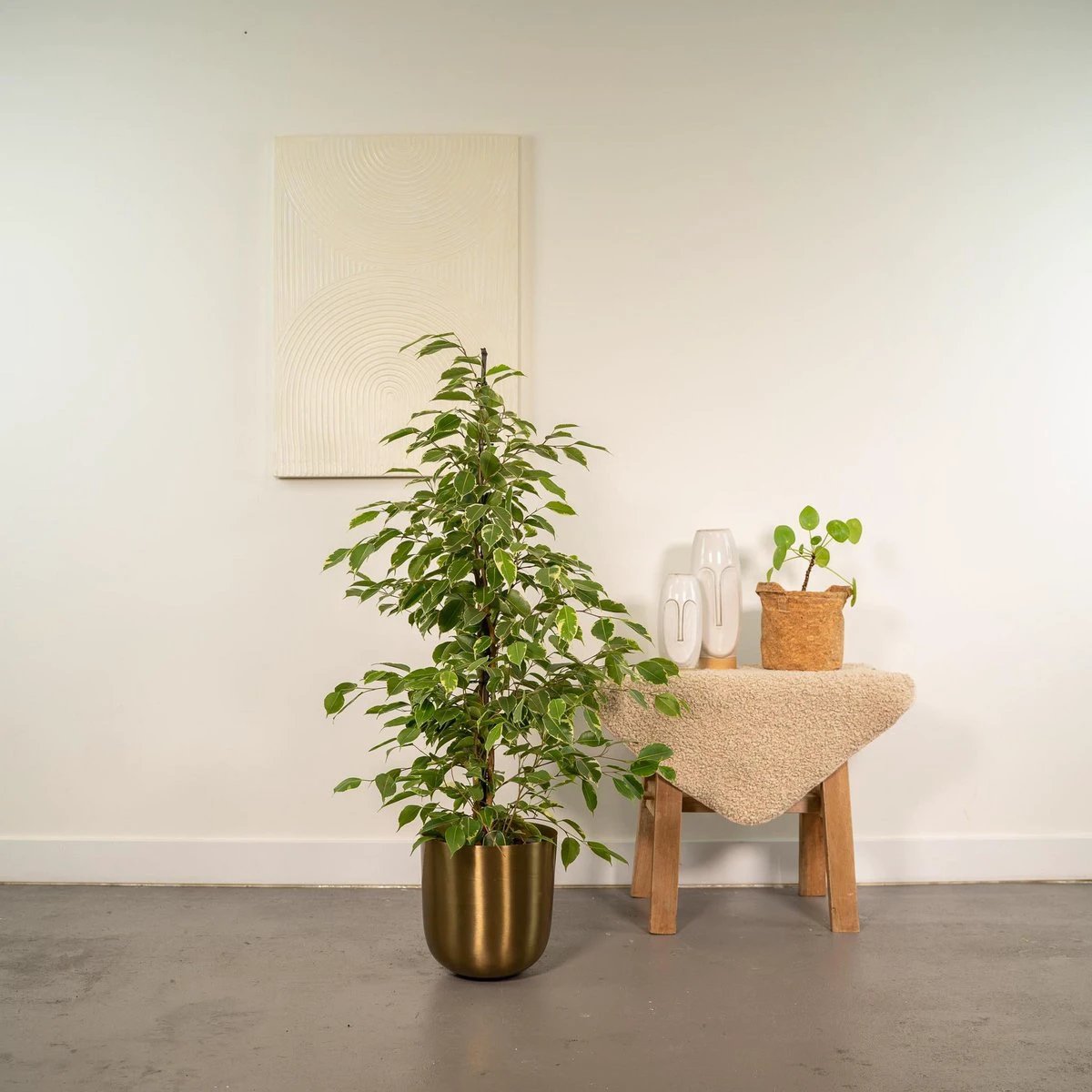 Ficus benjamina Goldenking - Ø21cm - ↕95cm by MEERgroothandel Planten