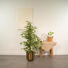 Ficus benjamina Goldenking - Ø21cm - ↕95cm by MEERgroothandel Planten
