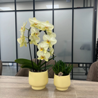 Kolibri Home | Scandic bloempot - Yellow - ⌀9cm by Kolibri Company