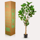 Kunstplant - Polyscias - Aralia - 150 cm by Green boutiQ