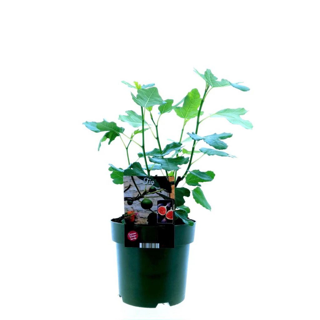 Ficus carica Bornholm – Ø19 cm – ↕50 cm von MEERgroothandel Planten