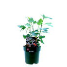 Ficus carica Bornholm – Ø19 cm – ↕50 cm von MEERgroothandel Planten