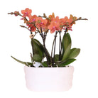 Kolibri Orchids | Orange Orchid Set In Como Dish incl. Water reservoir | Three Orange Orchids Bolzano 9cm | Mono Bouquet Orange with self -sufficient water reservoir by Kolibri Company