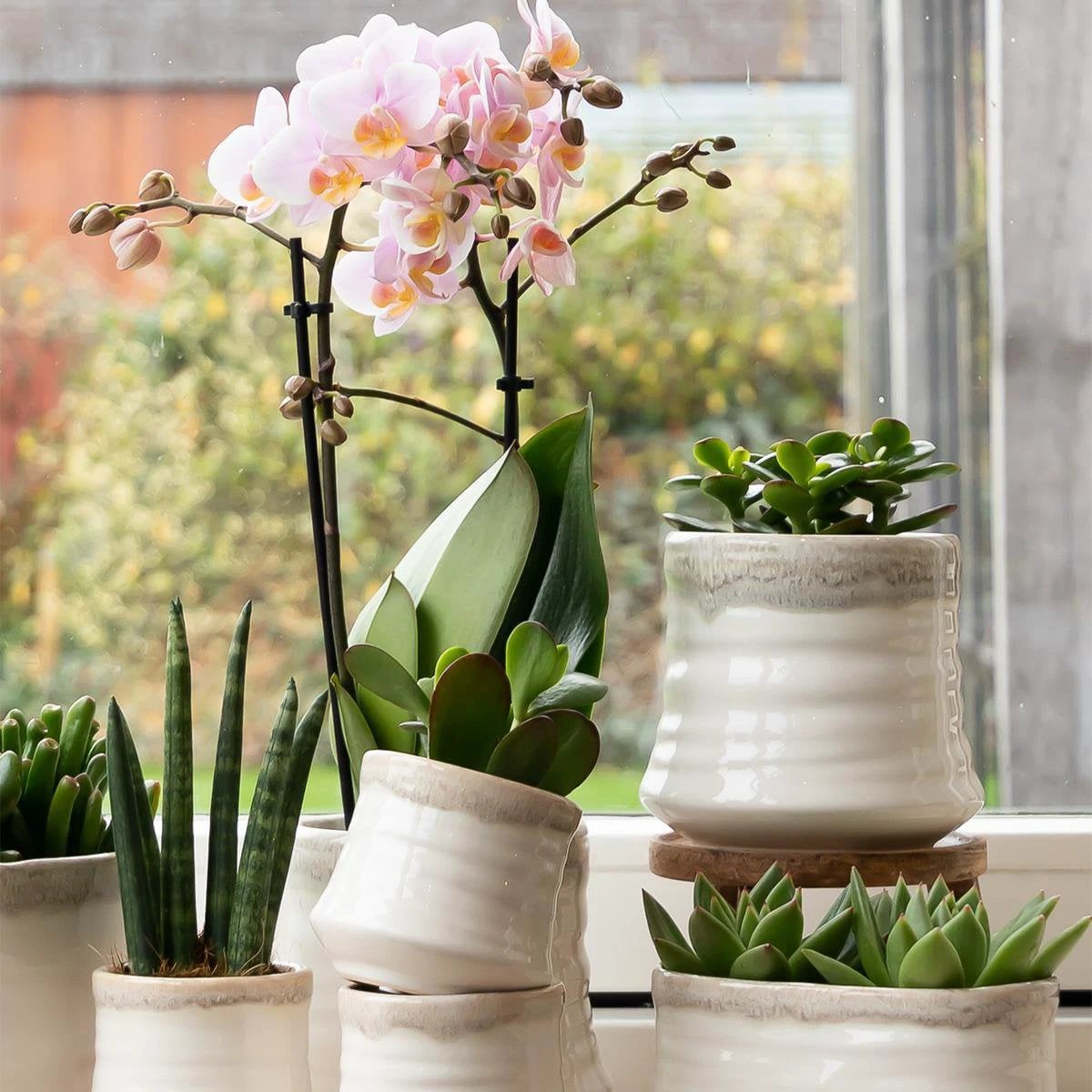 Kolibri Greens | Green Plant - Succulent Crassula Minor - Pot size Ø9cm - Green houseplant - Fresh from the grower by Kolibri Company