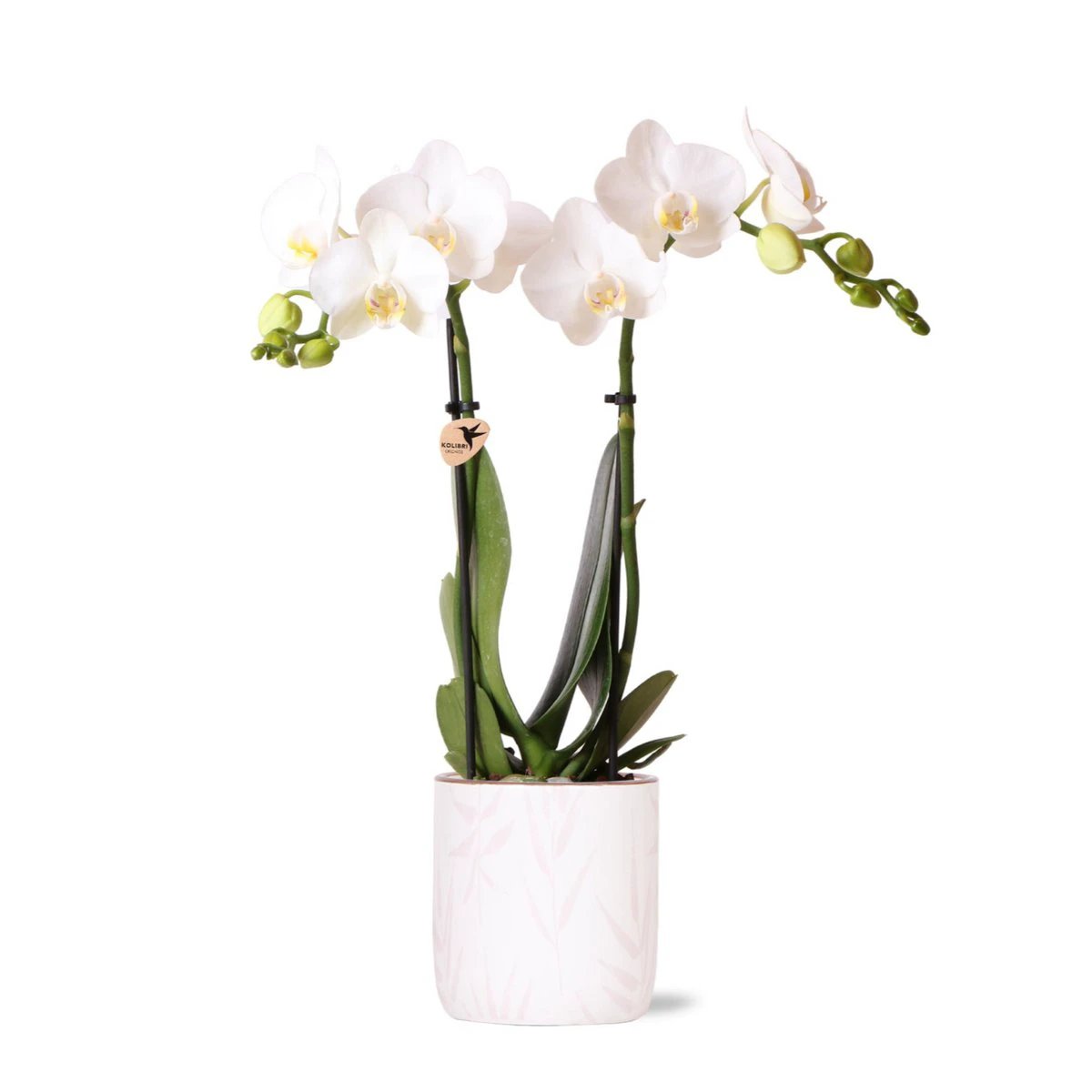 Hummingbird Orchids | white Phalaenopsis orchid - Amabilis + Leaf pot pink - pot size Ø9cm | flowering houseplant - fresh from the grower by Kolibri Company