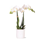 Hummingbird Orchids | white Phalaenopsis orchid - Amabilis + Leaf pot pink - pot size Ø9cm | flowering houseplant - fresh from the grower by Kolibri Company