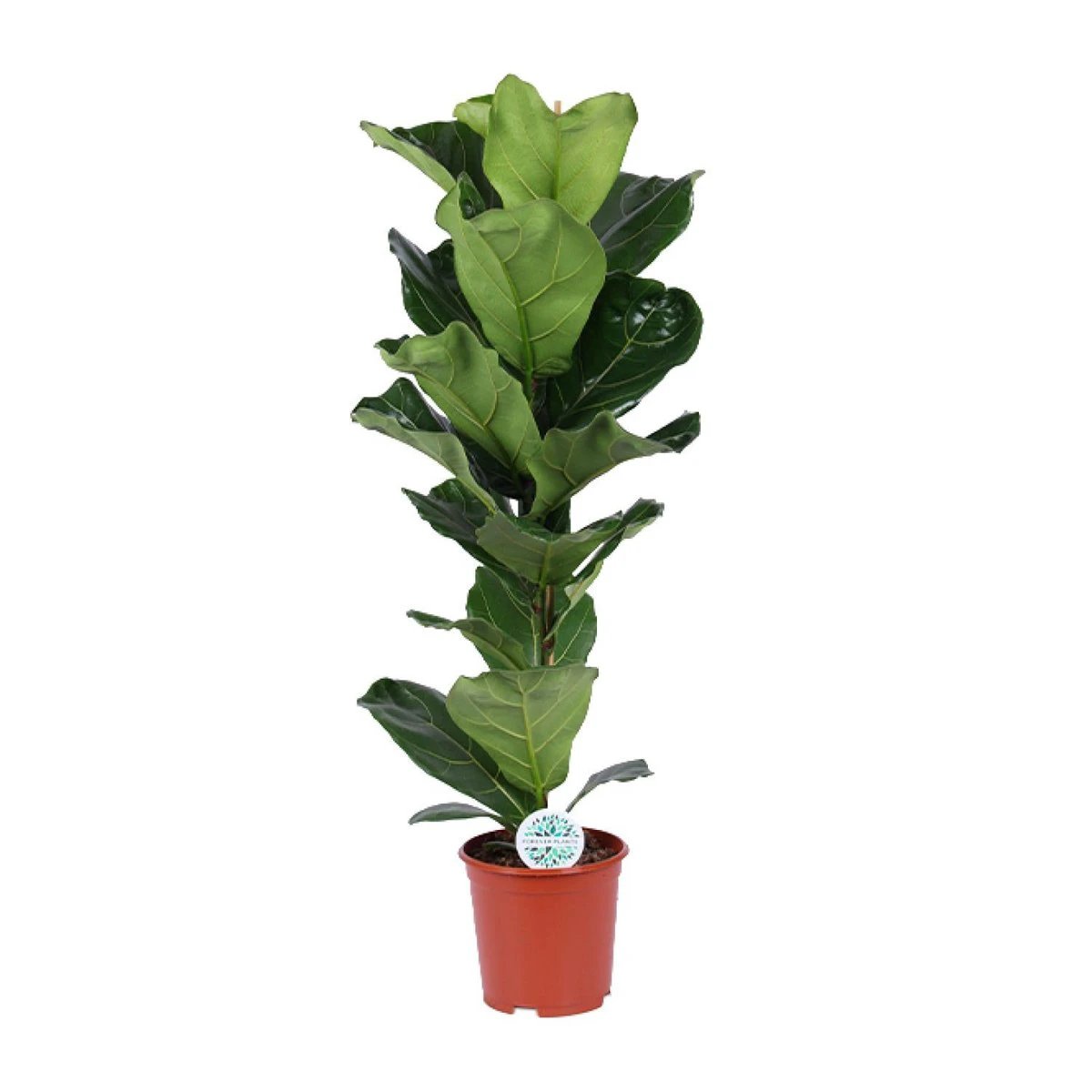 Ficus Lyrata - Ø21cm - ↕90cm by MEERgroothandel Planten