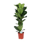 Ficus Lyrata - Ø21cm - ↕90cm by MEERgroothandel Planten