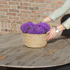 Campanula Addenda Ambella Intense Purple – Weidenkorbwaage mit Campanula mit Wasser-Gabesystem – 3 Stück – Klokjesbloem Purple – Topfgröße 12 cm – Innen & Außen von Kolibri Company