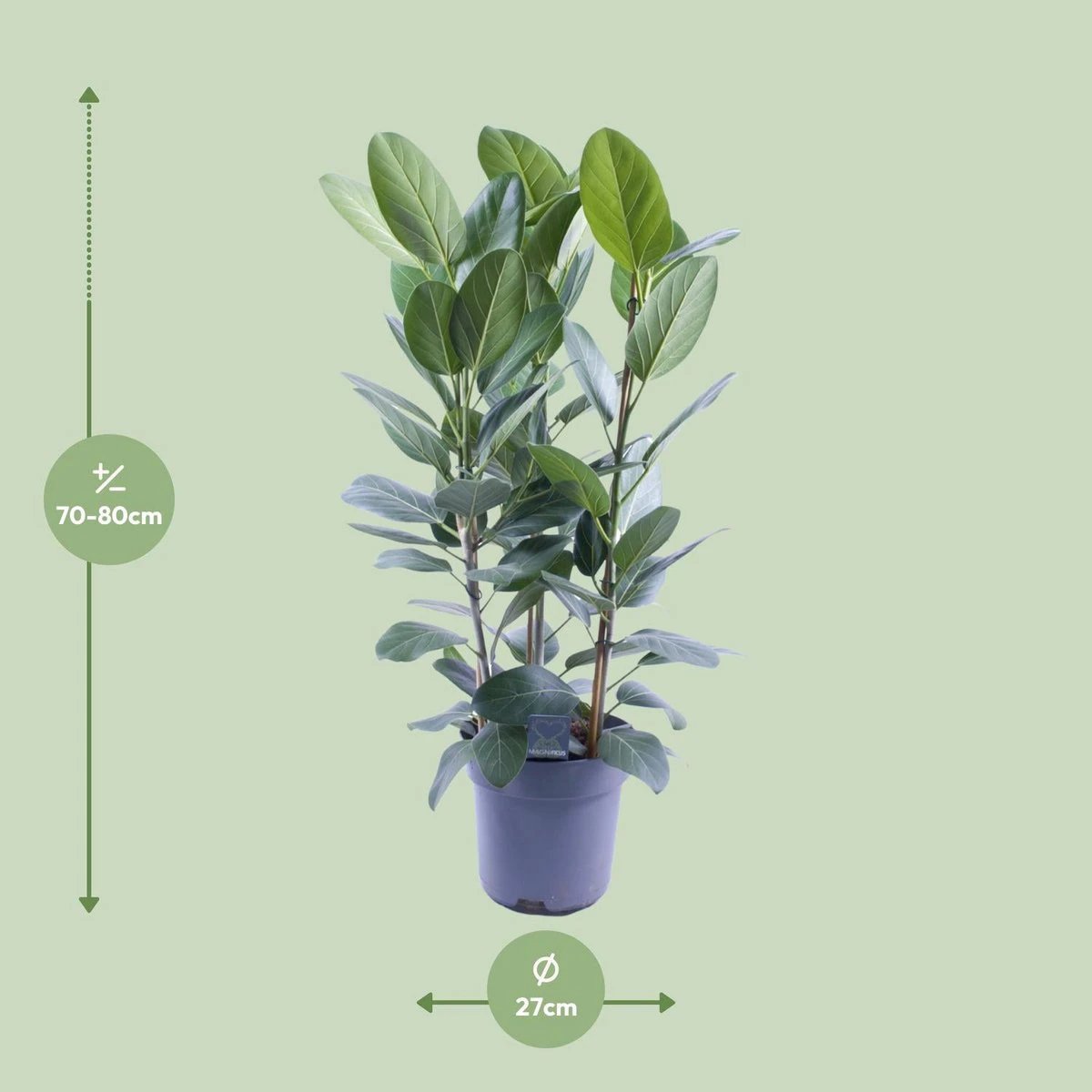 Ficus Audrey Tuft 3 cuttings - Ø27cm - ↕105cm by MEERgroothandel Planten
