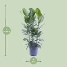 Ficus Audrey Tuft 3 cuttings - Ø27cm - ↕105cm by MEERgroothandel Planten