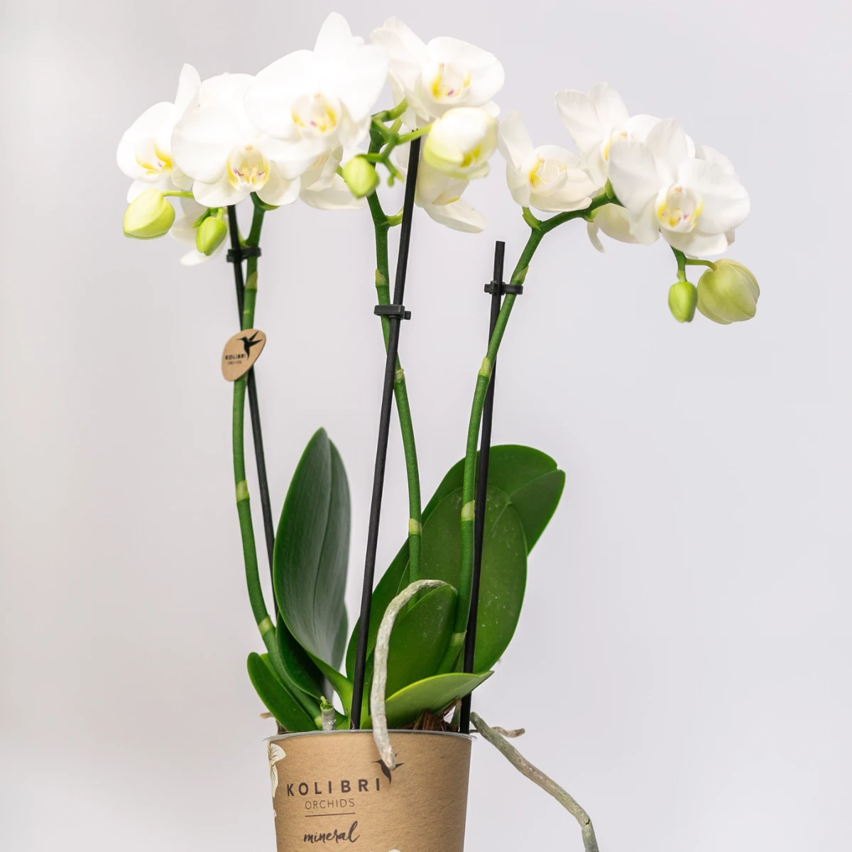 Colibr Orchids | COMBI DEAL from 2 white Phalaenopsis orchids - Amabilis - pot measure Ø9cm | -driving room plant - freshly from the grower by Kolibri Company