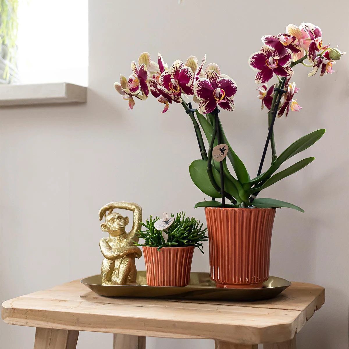 Kolibri-Orchideen | Pflanzen-Set Culture Cocktail Terrakotta klein | Grünpflanzen mit Phalaenopsis-Orchidee in dekorativen Retro-Terrakotta-Töpfen und Goldtablett von Kolibri Company