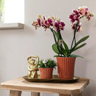 Kolibri-Orchideen | Pflanzen-Set Culture Cocktail Terrakotta klein | Grünpflanzen mit Phalaenopsis-Orchidee in dekorativen Retro-Terrakotta-Töpfen und Goldtablett von Kolibri Company