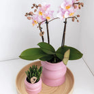 Colibr Orchids | KOMBI-ANGEBOT mit 2 rosa Pharse-Orchideen – Andorra – passender Topf Ø9 cm | – Pflanze fürs Wohnzimmer – frisch vom Züchter von Kolibri Company