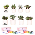 Kolibri Creatives | Paint package for painting 8 flower pots + succulents For at least 4 people Creative visionary by Kolibri Company