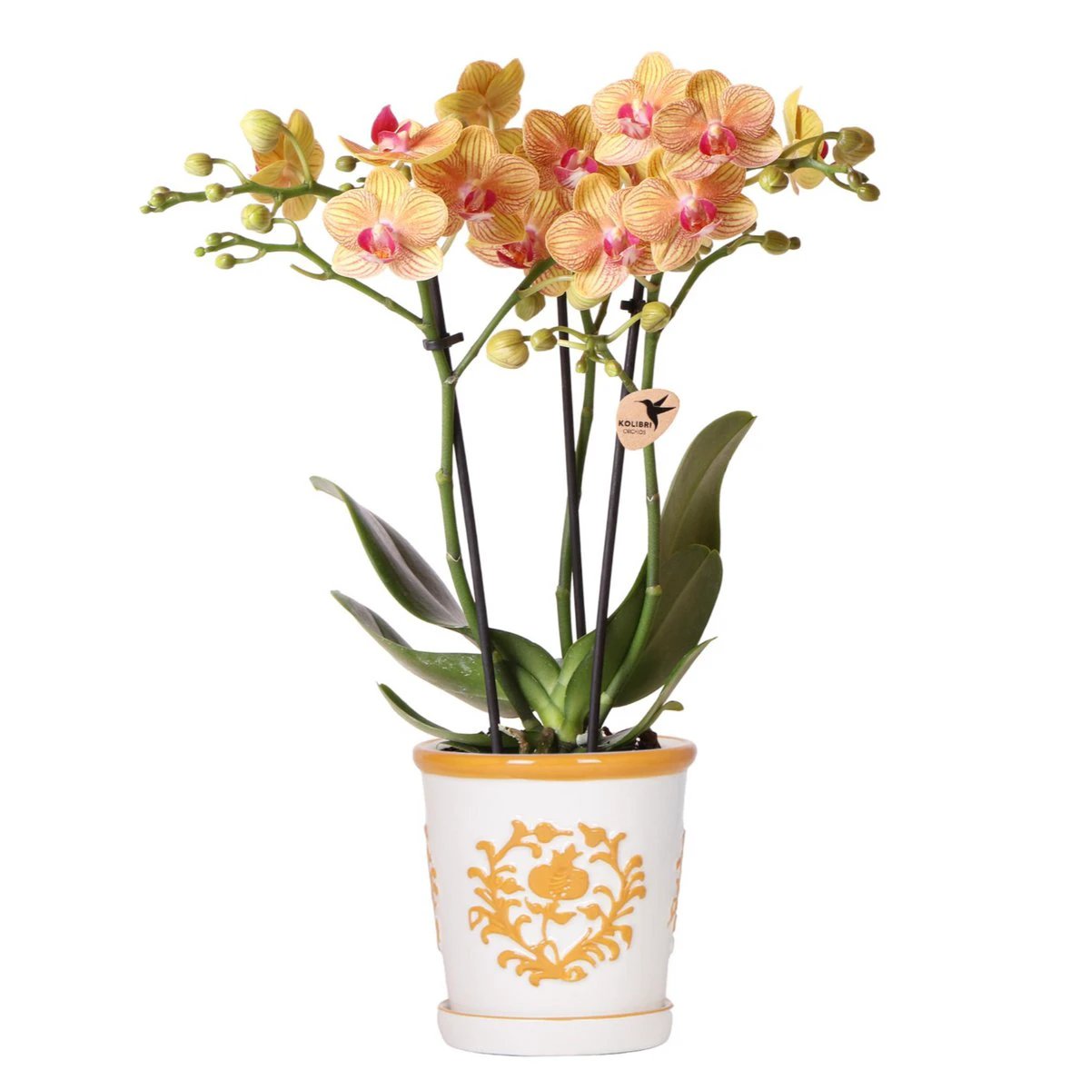 Kolibri Orchids | oranje orchidee Jamaica + Malaga sierpot oranje - potmaat Ø9cm | bloeiende kamerplant - vers van de kweker by Kolibri Company