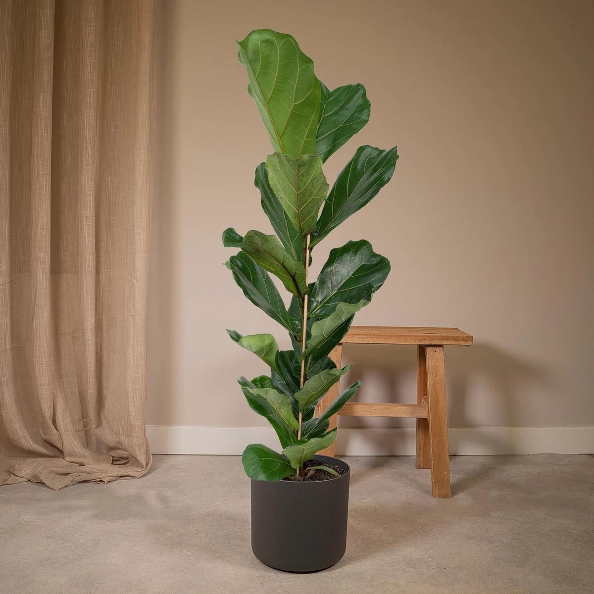Ficus Lyrata - Rubber plant - Ø21cm - ↕100cm by MEERgroothandel Planten
