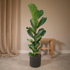 Ficus Lyrata - Rubber plant - Ø21cm - ↕100cm by MEERgroothandel Planten