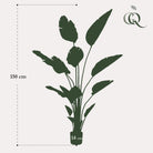 Art plant - Strelitzia Nicolai - Paradise bird flower - 150 cm by Green boutiQ