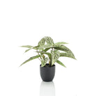 Künstliche Pflanze - Calathea Dots - Schattenpflanze - 38 cm von Green boutiQ