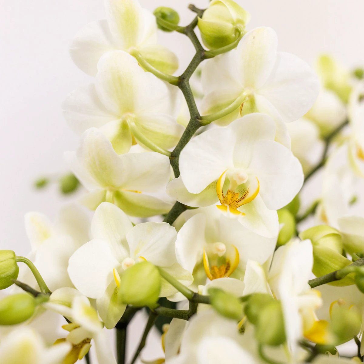 Kolibri Orchids | white plant set in Cotton basket incl. Water reservoir | Three white orchids Lausanne 9cm and three green plants | Jungle Bouquet White with self -sufficient water reservoir by Kolibri Company