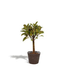 Ficus elastica Melany Stamm - ↨90cm - Ø21cm + Korb Igmar von MEERgroothandel Planten