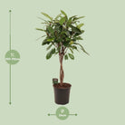 Ficus Cyathistipula geflochtener Stamm | [P24-H110] von MEERgroothandel Planten