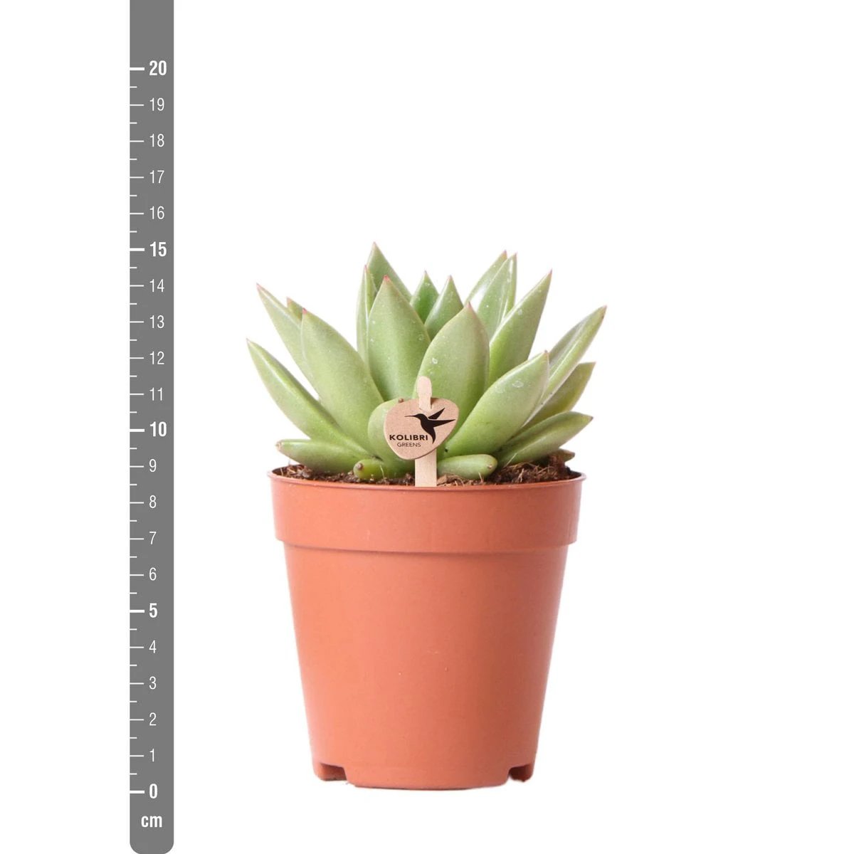 Kolibri Greens | Green Plant - Succulent Echeveria Miranda | green houseplant - fresh from the grower - Ø9cm by Kolibri Company
