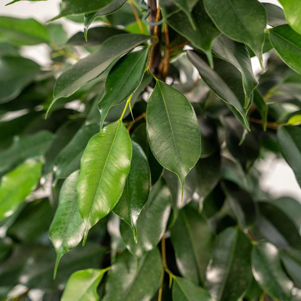Ficus benjamina Danielle - Ø21cm - ↕95cm by MEERgroothandel Planten