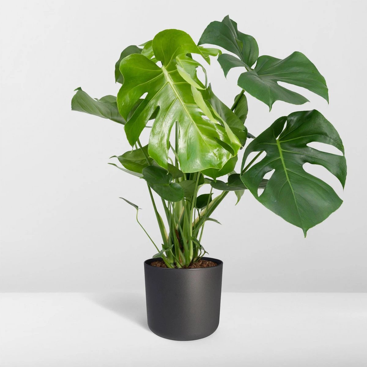 Monstera Deliciosa - Hole plant - Ø21cm - ↕65cm by MEERgroothandel Planten