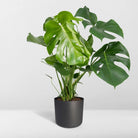 Monstera Deliciosa - Hole plant - Ø21cm - ↕65cm by MEERgroothandel Planten