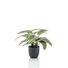 Kunstpflanze – Calathea Zebrina – Schattenpflanze – 38 cm von Green boutiQ