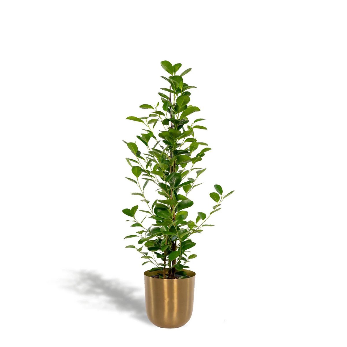 Ficus microcarpa Moclame – ↨95 cm – Ø21 cm + Topf Mayk Gold von MEERgroothandel Planten
