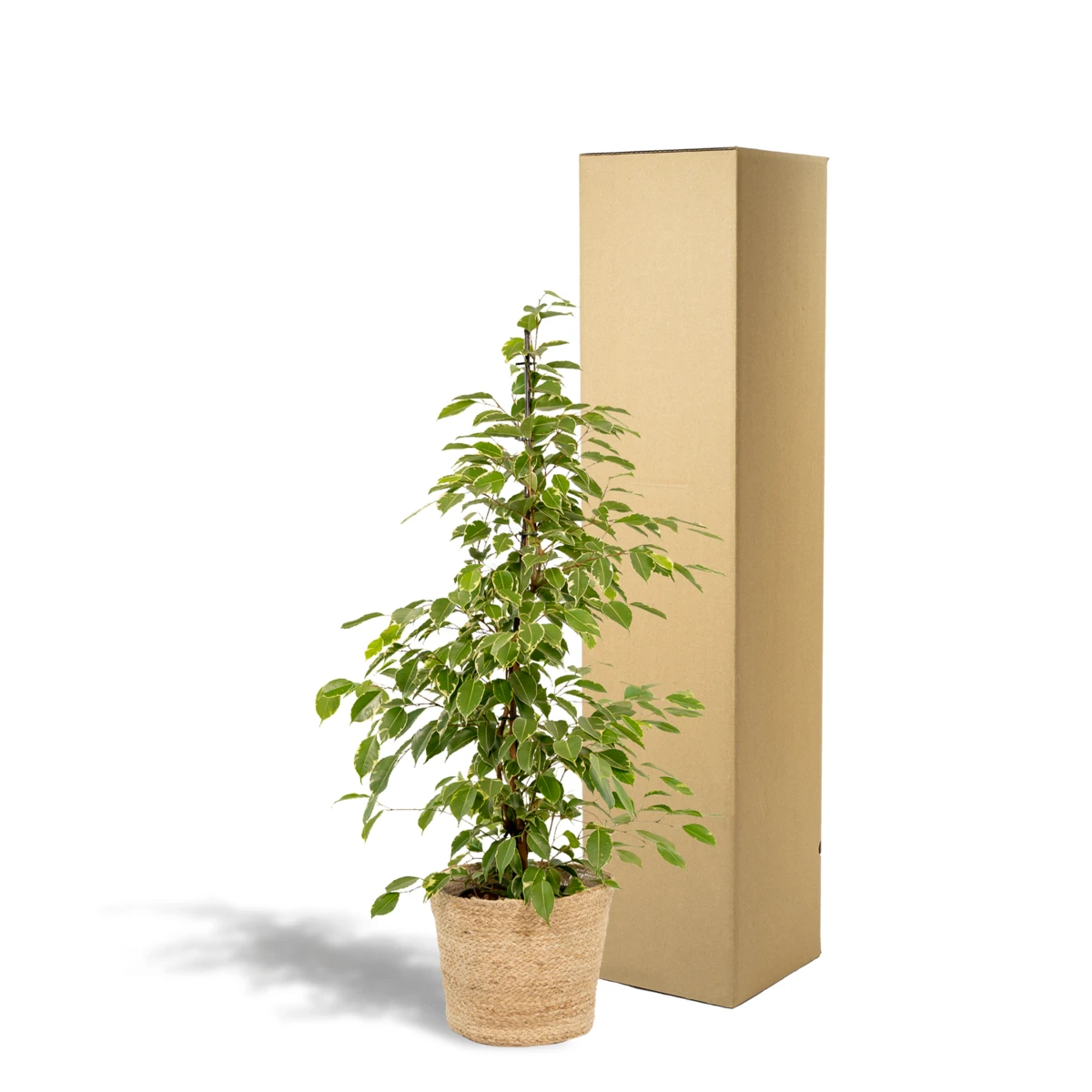 Ficus benjamina Goldenking - Ø21cm - ↕95cm + Mand Selin by MEERgroothandel Planten
