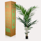 Art plant - Kentia -Kentiapalm - 150cm by Green boutiQ