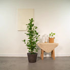 Ficus microcarpa Moclame - ↨95 cm - Ø21 cm + Korb Igmar von MEERgroothandel Planten