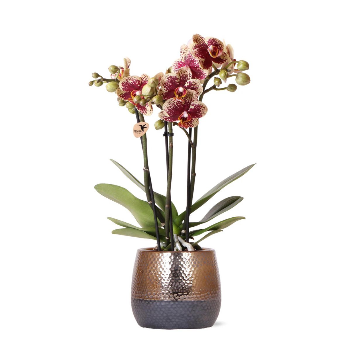 Colibr Orchids | yellow red Phalaenopsis orchid – Spain + Elites of ordinary pots – pot measure Ø9cm | blooming room plant in flower pot - fresh from the grower by Kolibri Company