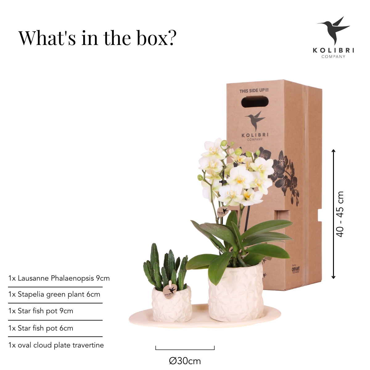 Kolibri Company | Pflanzen-Set Star Fish klein | Weiße Phalaenopsis-Orchidee Lausanne und Sukkulente inkl. keramischer Dekotöpfe auf weißem Bio-Tablett von Kolibri Company
