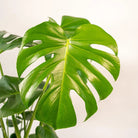 Monstera Deliciosa - ↨80cm - Ø21cm + Mand Selin by MEERgroothandel Planten