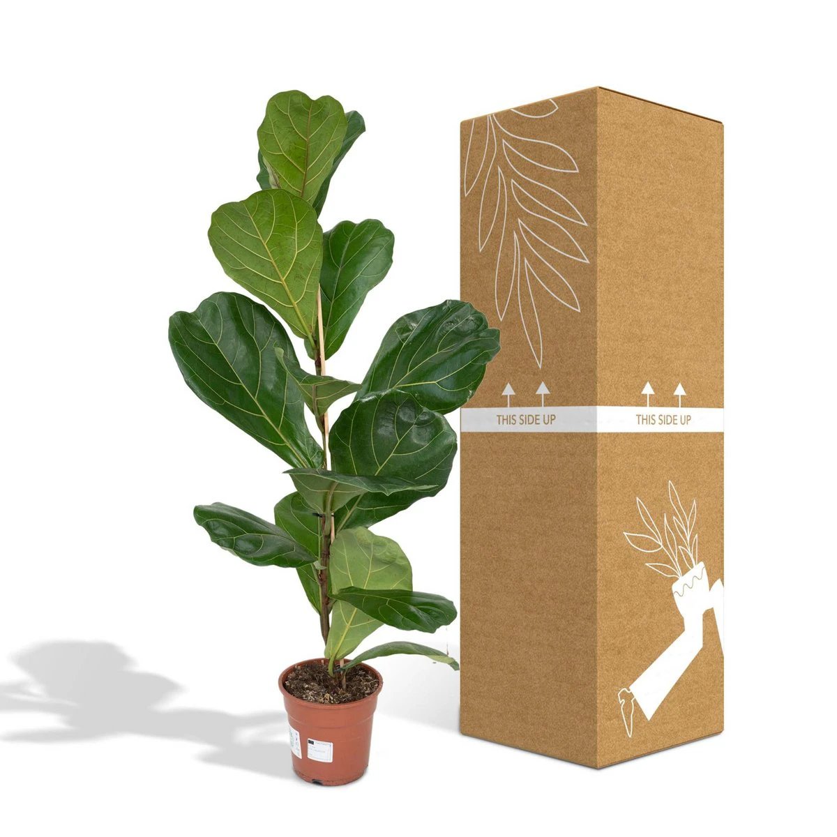 Ficus Lyrata - Rubber plant - Ø17cm - ↕75cm by MEERgroothandel Planten