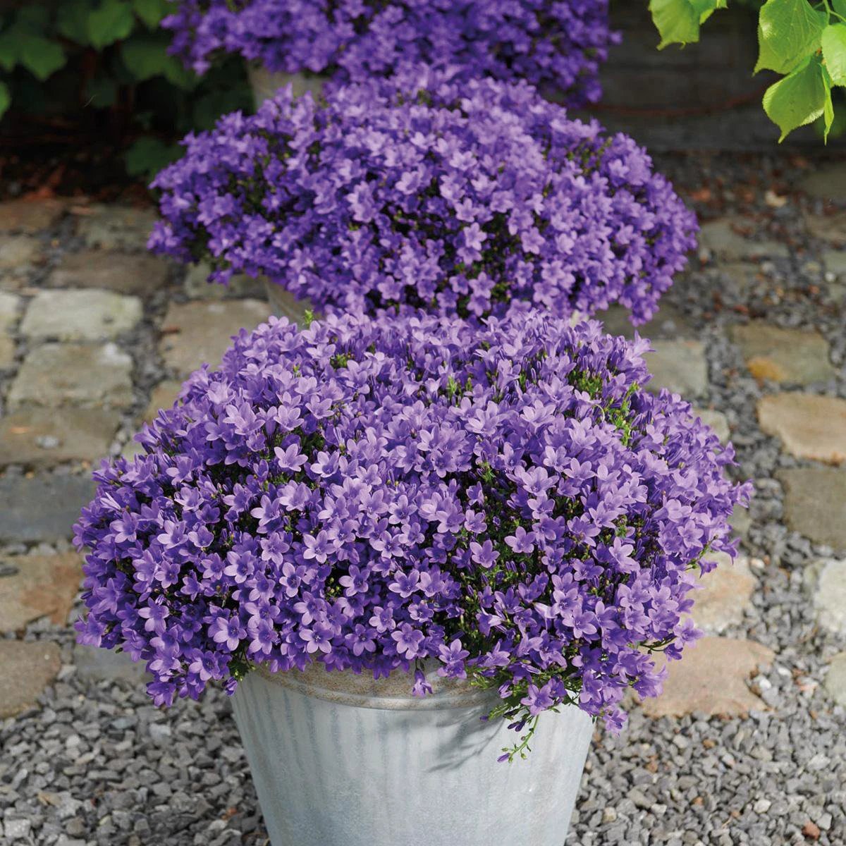 Campanula Addenda - Klokjesbloem Purple Pot size 12cm - 1m2 ground cover - 6 pieces - Ambrella Purple - Garden plants - hardy by Kolibri Company