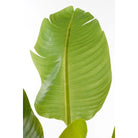 Artificial plant Green by Mica Decorations
