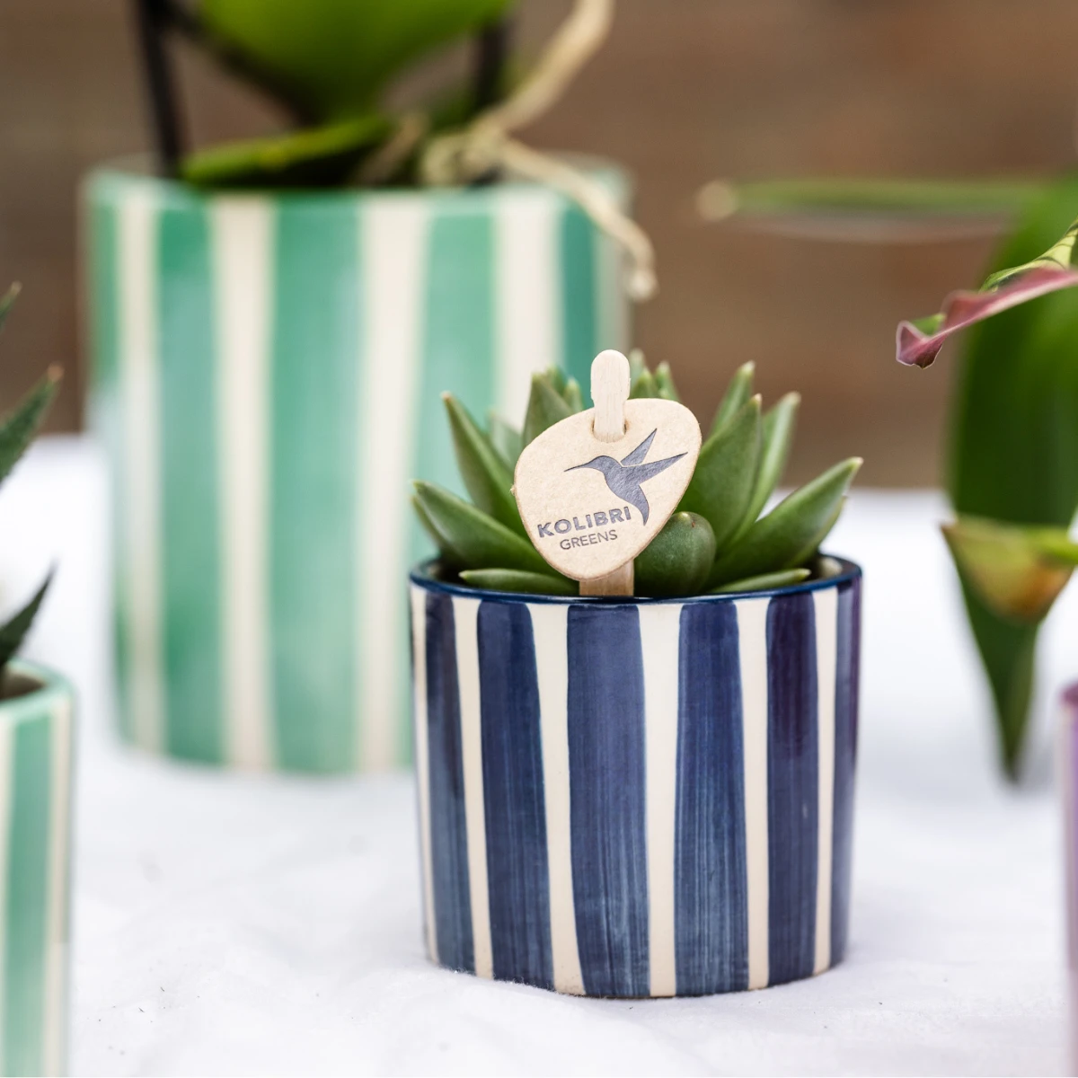 Kolibri Orchids | Set of Orchid Lima And Succulents In Ceramic Sier Pots - Pot size Ø9cm & Ø6cm | Flowering houseplant - Fresh from the grower by Kolibri Company