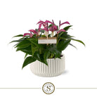 Madeira White Met Table Zizou by Blooming Luxury