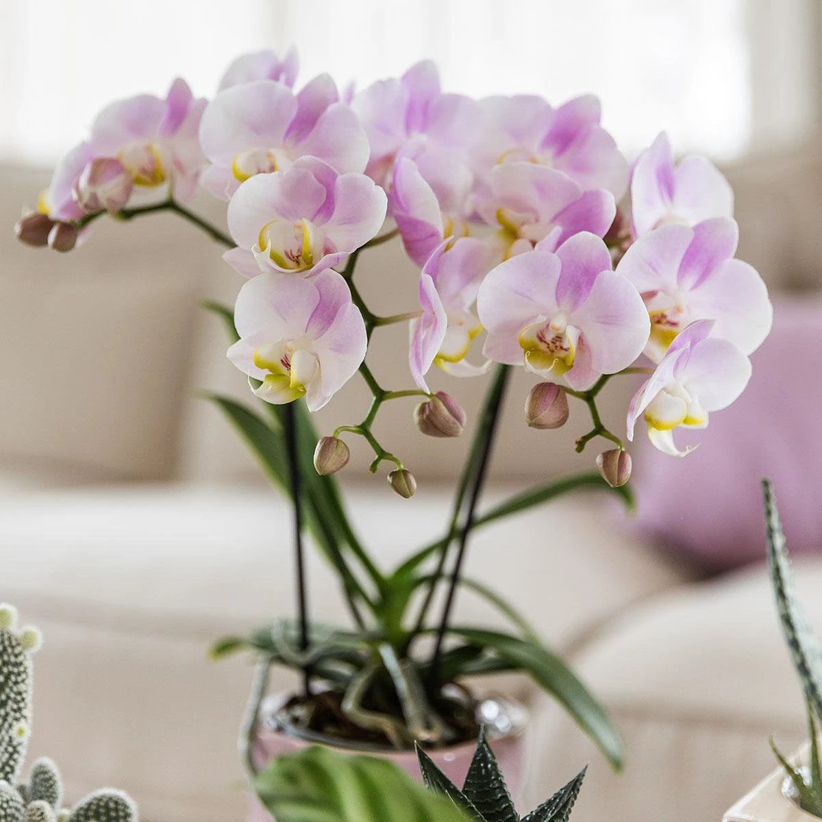 Hummingbird Orchids | Pink phalaenopsis orchid - Portugal - pot size Ø9cm | flowering houseplant - fresh from the grower by Kolibri Company